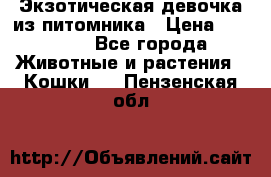 Экзотическая девочка из питомника › Цена ­ 25 000 - Все города Животные и растения » Кошки   . Пензенская обл.